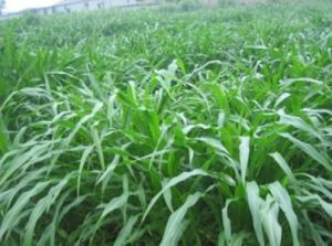 普通剪股穎(原變種) 普通剪股穎(原變種)