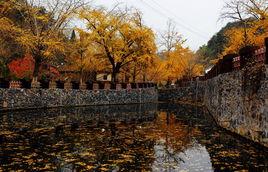 錢沖銀杏生態旅遊區 錢沖銀杏生態旅遊區