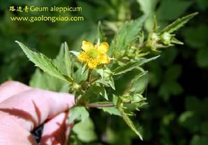 日本路邊青 日本路邊青