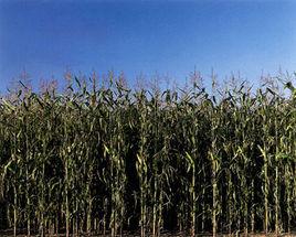 小呂寨鎮 小呂寨鎮