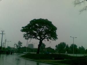 睢寧紅葉樹 睢寧紅葉樹