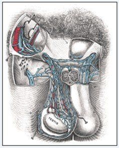 陰莖靜脈漏 陰莖靜脈漏