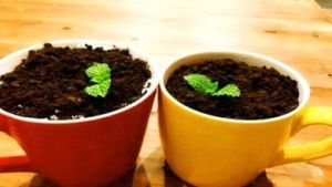 榴槤盆栽 榴槤盆栽