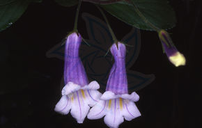 長冠苣苔 長冠苣苔