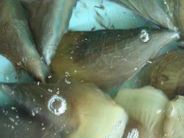 （圖）菜場菜品