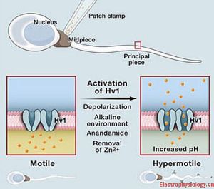 遊動精子 遊動精子