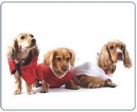 阿里埃日嚮導犬 阿里埃日嚮導犬