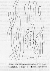 紫皺孔菌 紫皺孔菌