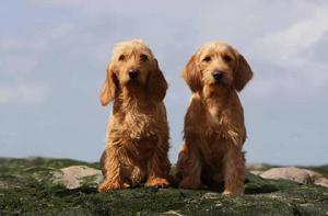 布列塔尼短腿獵犬 布列塔尼短腿獵犬