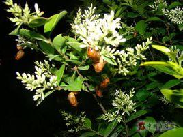 黃褐麗金龜 黃褐麗金龜