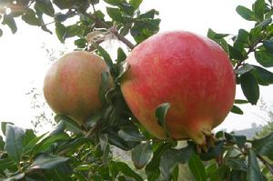 鹽水石榴 鹽水石榴