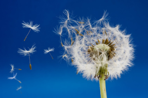 單蕊拂子茅 單蕊拂子茅