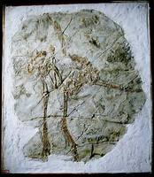 粗壯原始祖鳥化石