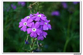 中藥資源 中藥資源