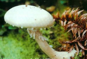 白林地蘑菇