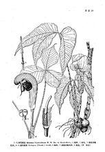 普陀南星[天南星科植物]