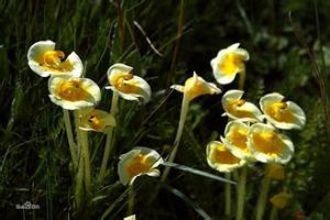 不等裂馬先蒿 不等裂馬先蒿