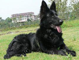 比利時犬 比利時犬