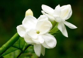 茉莉精油 茉莉精油