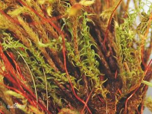 華東細濕蘚 華東細濕蘚