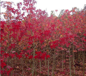 美國改良紅楓 美國改良紅楓