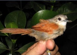 純頂針尾雀 純頂針尾雀