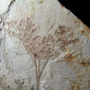 植物化石 植物化石