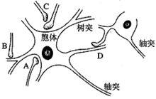 突觸的特點:單向傳遞