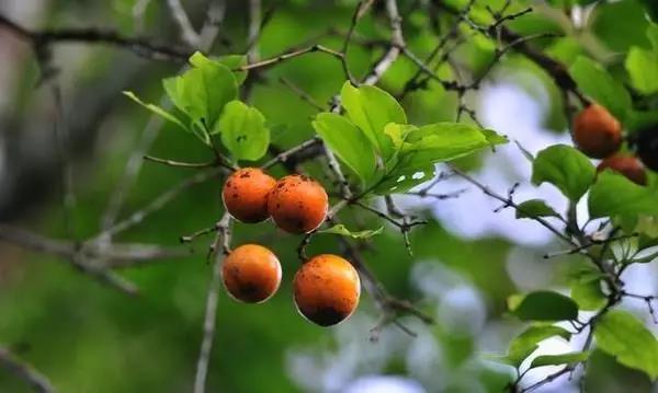 這個皇帝還是個用毒高手,很多人疑似被他毒死 這個皇帝還是個用毒高手,很多人疑似被他毒死