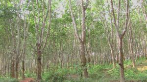 曼勒囡自然村 曼勒囡自然村