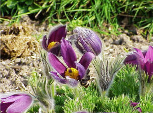 新疆毛茛 新疆毛茛