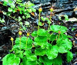 大理報春 大理報春