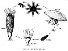 腔腸動物的模式圖