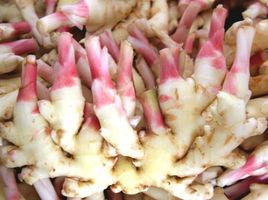 來鳳鳳頭姜 來鳳鳳頭姜