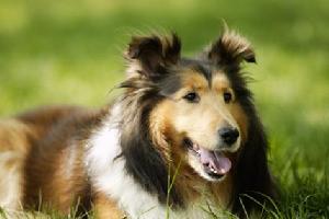 斯科舍誘鴨尋回犬