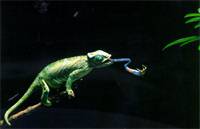 變色晰蜴-彈射捕獵的晰蜴