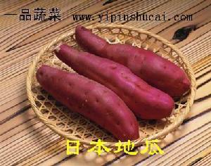 日本紅東 日本紅東