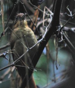 褐腰拾葉雀 褐腰拾葉雀