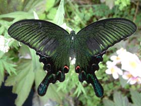 太白山國家級自然保護區