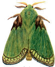 龜形小刺蛾 龜形小刺蛾