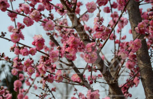 保康報春 保康報春