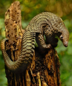 商陵君養 商陵君養