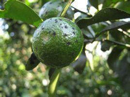 柑桔生光殼小煤炱