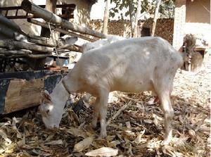 富平奶山羊 富平奶山羊