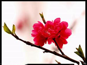紅梅