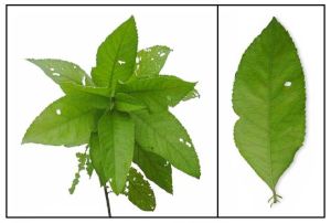 綠艾納香 綠艾納香