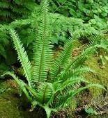 深裂耳蕨 深裂耳蕨