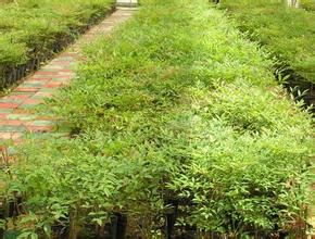 南天竹梗 南天竹梗