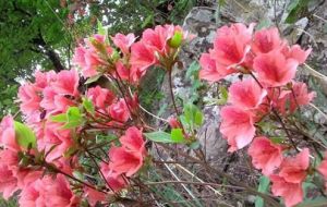 細瘦杜鵑 細瘦杜鵑