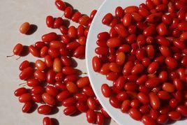 周至山茱萸 周至山茱萸